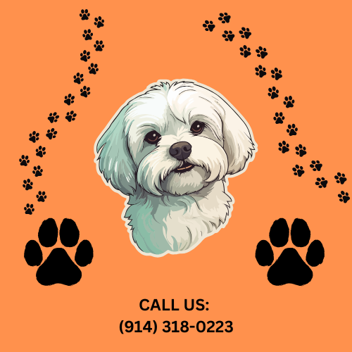 email us info@orangecountymaltese.com (2)
